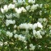Rhododendron Polar Bear -Promos Jardin Bulbes Magasin Rhododendron Polar Bear 84281 1