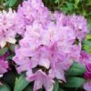 Rhododendron Roseum Elegans - Grand Rhododendron. -Promos Jardin Bulbes Magasin Rhododendron Roseum Elegans 84270 1