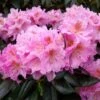 Rhododendron Scintillation -Promos Jardin Bulbes Magasin Rhododendron Scintillation copyright 1008441 1