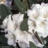 Rhododendron Sir Charles Lemon - Grand Rhododendron. -Promos Jardin Bulbes Magasin Rhododendron Sir Charles Lemon 84284 1