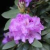 Rhododendron Catawbiense Boursault -Promos Jardin Bulbes Magasin Rhododendron catawbiense Boursault AdobeStock 1001951 1