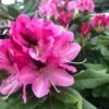 Rhododendron Hybride Cosmopolitan -Promos Jardin Bulbes Magasin Rhododendron hybride Cosmopolitan copyright 890613 1