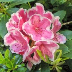 Rhododendron Hybride Janet Ward