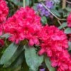Rhododendron Hybride Lord Roberts -Promos Jardin Bulbes Magasin Rhododendron hybride Lord Roberts 89064 1