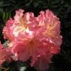 Rhododendron Hybride Naselle -Promos Jardin Bulbes Magasin Rhododendron hybride Naselle 15356 1