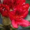 Rhododendron Hybride Red Jack -Promos Jardin Bulbes Magasin Rhododendron hybride Red Jack 84268 1