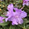 Rhododendron Impeditum - Rhododendron Nain -Promos Jardin Bulbes Magasin Rhododendron impeditum Rhododendron nain copyright 7817411 1