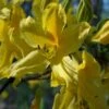 Azalée De Chine - Rhododendron Luteum -Promos Jardin Bulbes Magasin Rhododendron luteum 84819 1