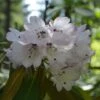 Rhododendron Rex - Grand Rhododendron -Promos Jardin Bulbes Magasin Rhododendron rex 85234 1