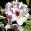 Rhododendron Sappho -Promos Jardin Bulbes Magasin Rhododendron Sappho LD Flickr V.Martirosyan 1001942 2