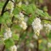 Ribes Sanguineum White Icicle - Groseillier à Fleurs Blanches -Promos Jardin Bulbes Magasin Ribes sanguineum White Icicle 0549002 1