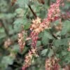 Ribes Gordonianum - Groseillier De Gordon -Promos Jardin Bulbes Magasin Ribes x gordonianum 781951 1
