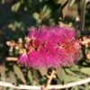 Callistemon Violaceus - Rince-bouteille -Promos Jardin Bulbes Magasin Rince bouteilles Callistemon Violaceus copyright 1004221 1