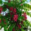 Robinia Pseudoacacia Casque Rouge - Robinier Faux Acacia -Promos Jardin Bulbes Magasin Robinia Casque Rouge 84289 1