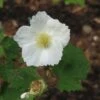 Rubus Tridel Benenden - Ronce D'ornement. -Promos Jardin Bulbes Magasin Rubus Benenden 84295 1
