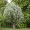 Salix Alba Liempde - Saule Blanc, Argenté -Promos Jardin Bulbes Magasin Salix alba Liempde Saule blanc argente copyright 87339 1