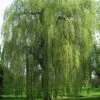 Saule Pleureur - Salix Alba Tristis -Promos Jardin Bulbes Magasin Salix alba Tristis 781532 1
