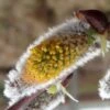 Salix Caprea Gold-Bienenkätzchen - Saule Marsault -Promos Jardin Bulbes Magasin Salix caprea Gold Bienenkatzchen Saule marsault IF 17943 1