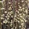 Salix Caprea Kilmarnock - Saule Marsault Pleureur. -Promos Jardin Bulbes Magasin Salix caprea Kilmarnock 84299 1