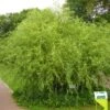 Salix Erythroflexuosa - Saule Tortueux -Promos Jardin Bulbes Magasin Salix erythroflexuosa 84301 1