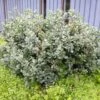 Salix Lanata - Saule Laineux -Promos Jardin Bulbes Magasin Salix lanata 84305 1