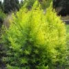 Saule Doré - Salix Sachalinensis Golden Sunshine -Promos Jardin Bulbes Magasin Salix sachalinensis Golden Sunshine 781802 1
