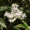 Sureau Noir - Sambucus Nigra Madonna -Promos Jardin Bulbes Magasin Sambucus nigra Madonna 7969 1