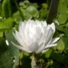 Sanguinaria Canadensis Flore Pleno - Sanguinaire -Promos Jardin Bulbes Magasin Sanguinaria canadensis florepleno ld weisserstier 8474 1