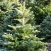 Sapin De Corée - Abies Koreana Samling -Promos Jardin Bulbes Magasin Sapin de Coree Abies koreana Samling IF 19053 1