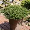 Sapin De Corée Nain - Abies Koreana Green Carpet -Promos Jardin Bulbes Magasin Sapin de Coree nain Abies koreana Green Carpet IF 19050 1