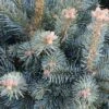 Sapin Subalpin - Abies Lasiocarpa Compacta -Promos Jardin Bulbes Magasin Sapin subalpin Abies lasiocarpa Compacta IF 19054 1