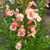 Sauge Arbustive Belle De Loire - Salvia Jamensis -Promos Jardin Bulbes Magasin Sauge arbustive Belle de Loire Salvia jamensis IF 17248 2