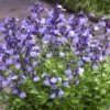Sauge Arbustive So Cool Pale Blue - Salvia Microphylla -Promos Jardin Bulbes Magasin Sauge arbustive So Cool Pale Blue Salvia microphylla IF 18260 1