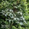 Schefflera Alpina - Schefflera -Promos Jardin Bulbes Magasin Schefflera alpina 89588 1