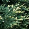 Sequoia Sempervirens Adpressa - Séquoia Nain -Promos Jardin Bulbes Magasin Sequoia sempervirens Adpressa V 159181 1