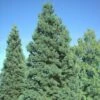 Séquoia Géant - Sequoiadendron Giganteum Glaucum -Promos Jardin Bulbes Magasin Sequoiadendron giganteum Glaucum 0762002 1