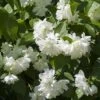 Seringat Minnesota Snowflake - Philadelphus Virginalis -Promos Jardin Bulbes Magasin Seringat Minnesota Snowflake Philadelphus virginalis copyright 1007542 2