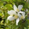 Seringat - Philadelphus Polyanthus Mont Blanc