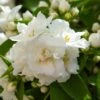 Seringat Blanc - Philadelphus Mrs E.L. Robinson -Promos Jardin Bulbes Magasin Seringat blanc Philadelphus Mrs E L Robinson copyright 1007551 1