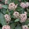 Skimmia Japonica Godrie's Dwarf - Skimmia Du Japon Nain -Promos Jardin Bulbes Magasin Skimmia japonica Godrie s Dwarf copyright 873451 1