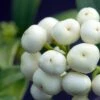 Skimmia Japonica Kew White -Promos Jardin Bulbes Magasin Skimmia japonica Kew White 87346 1