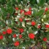 Skimmia Reevesiana -Promos Jardin Bulbes Magasin Skimmia reevesiana 781805 1