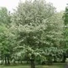 Sorbier, Alisier - Sorbus Intermedia Brouwers -Promos Jardin Bulbes Magasin Sorbier Alisier Sorbus intermedia Brouwers 1002161 1