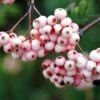 Sorbier - Sorbus Arnoldiana Pink Veil 2 Sorbier - Sorbus Arnoldiana Pink Veil -Promos Jardin Bulbes Magasin Sorbier Sorbus Pink Veil IF 17946 1