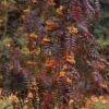 Sorbus Aucuparia Autumn Spire - Sorbier Des Oiseleurs