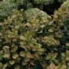 Spirée à Feuilles De Bouleau Tor Gold - Spiraea Betulifolia -Promos Jardin Bulbes Magasin Spirea Tor Gold 781821 1