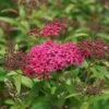 Spirée Japonaise - Spiraea Japonica Neon Flash -Promos Jardin Bulbes Magasin Spiree Spiraea japonica Neon Flash copyright 1008621 1