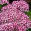Spirée Japonaise Sparkling Champagne - Spiraea Japonica -Promos Jardin Bulbes Magasin Spiree japonaise Sparkling Champagne 84329 2