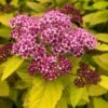 Spirée Japonaise - Spiraea Japonica Double Play Big Bang -Promos Jardin Bulbes Magasin Spiree japonaise spiraea japonica double play big bang copyright 1008611 1