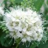 Spirée Japonaise Albiflora - Spiraea Japonica -Promos Jardin Bulbes Magasin Spiree japonica albiflora 7879 1